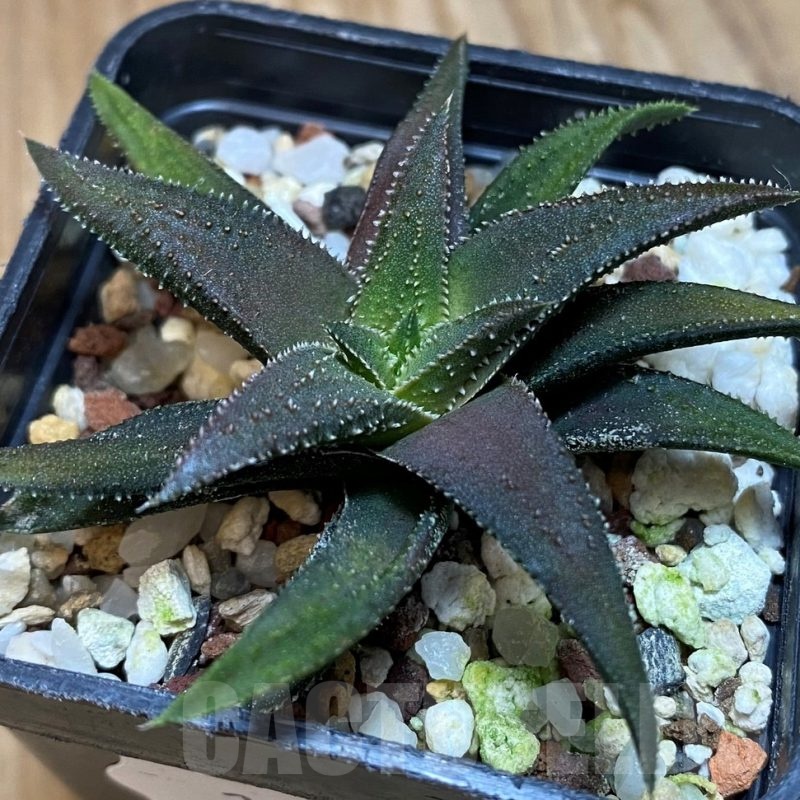 SH25614 Haworthia parxiana x attenuata
