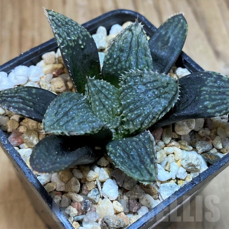 SH25616 Haworthia HCNX-7, ex Cactus Nishi