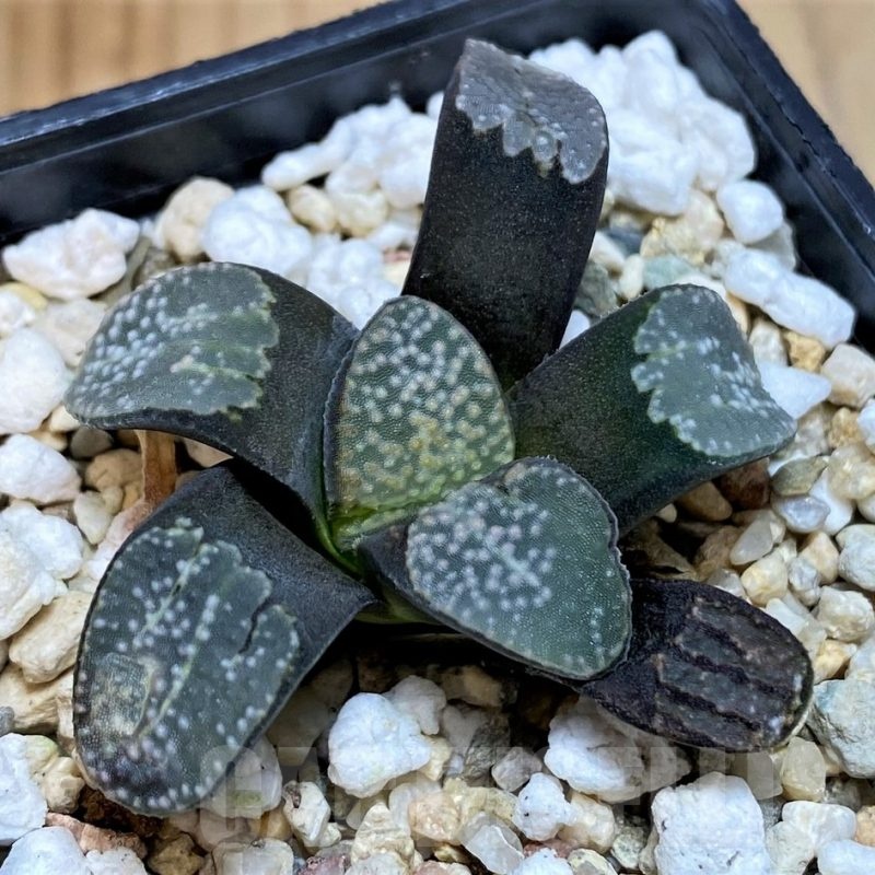 SH25617 Haworthia groenewaldii