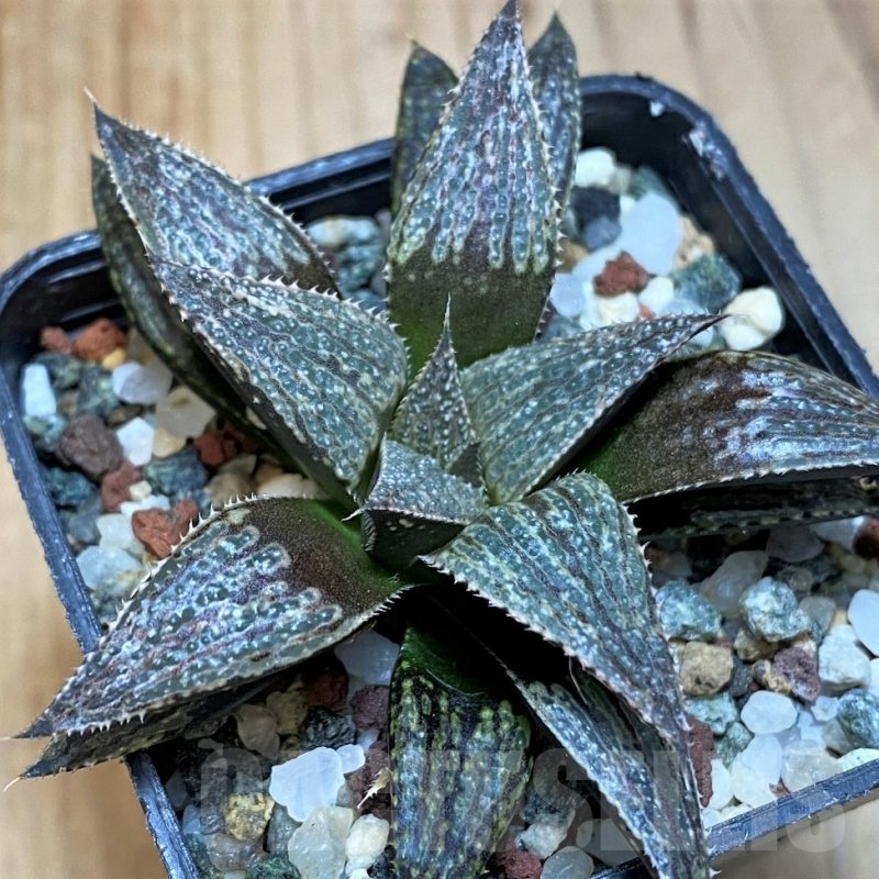 SH25618 Haworthia ‘Bev’s wonder’ hybrid F2 SH