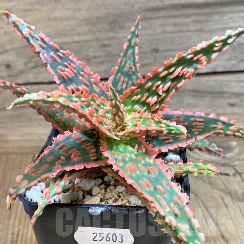 SH25603 Aloe TCT hybrid