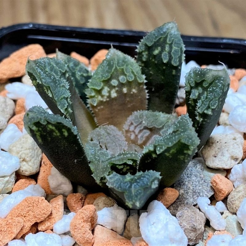 SH25619 Haworthia ‘Gorbi’ hybrid F2