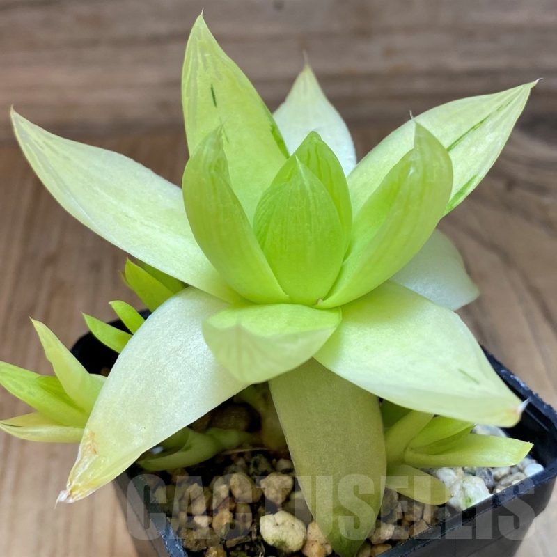 SH25621 Haworthia cymbiformis f. variegata