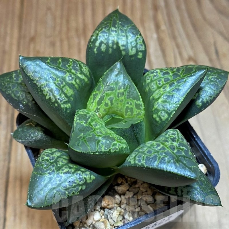 SH25622 Haworthia ‘Kamen Butokai’