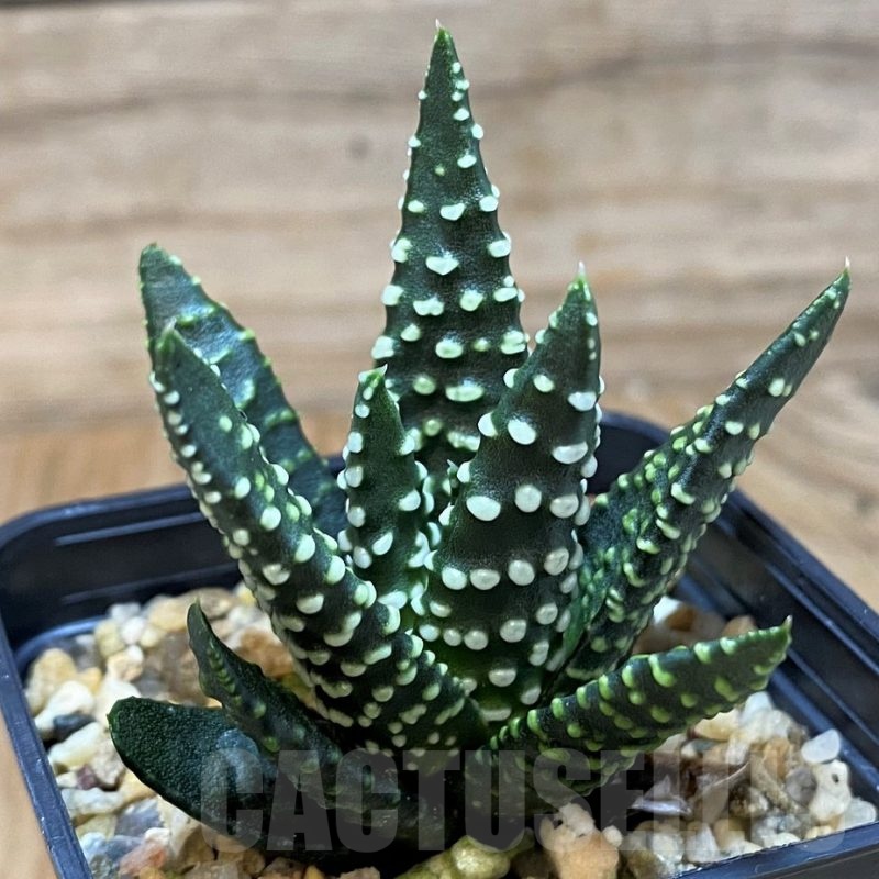 SH25623 Haworthia pumila