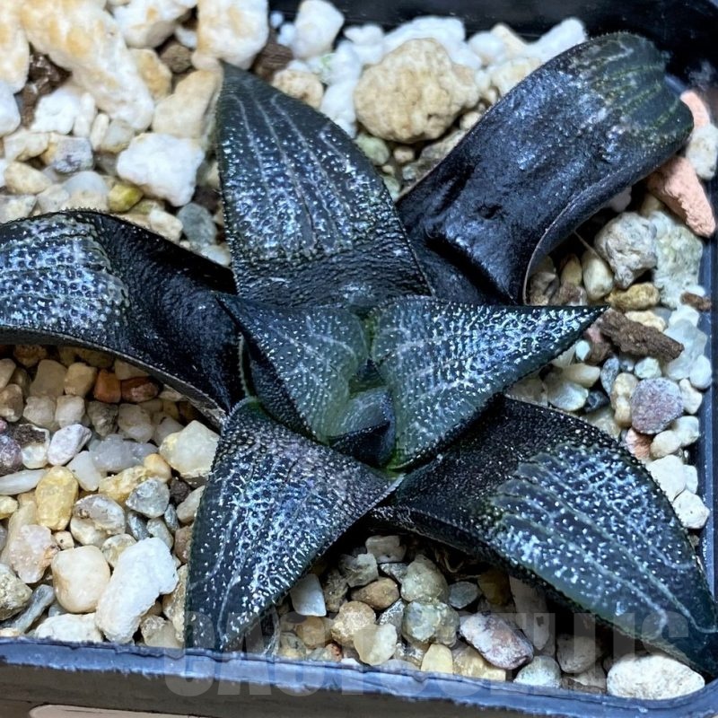 SH25624 Haworthia marxii hybrid