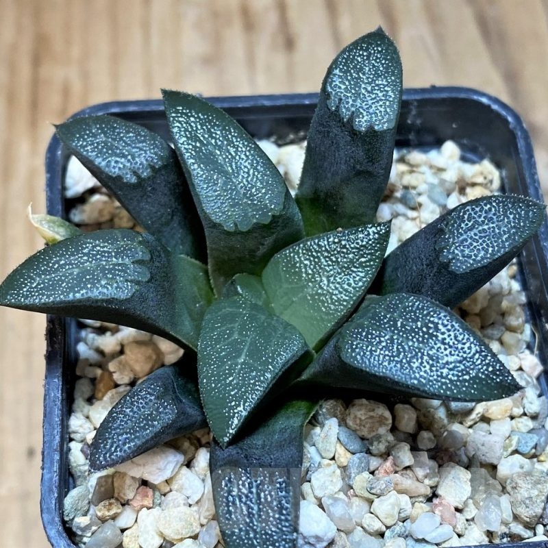SH25625 Haworthia bayeri -Japan-