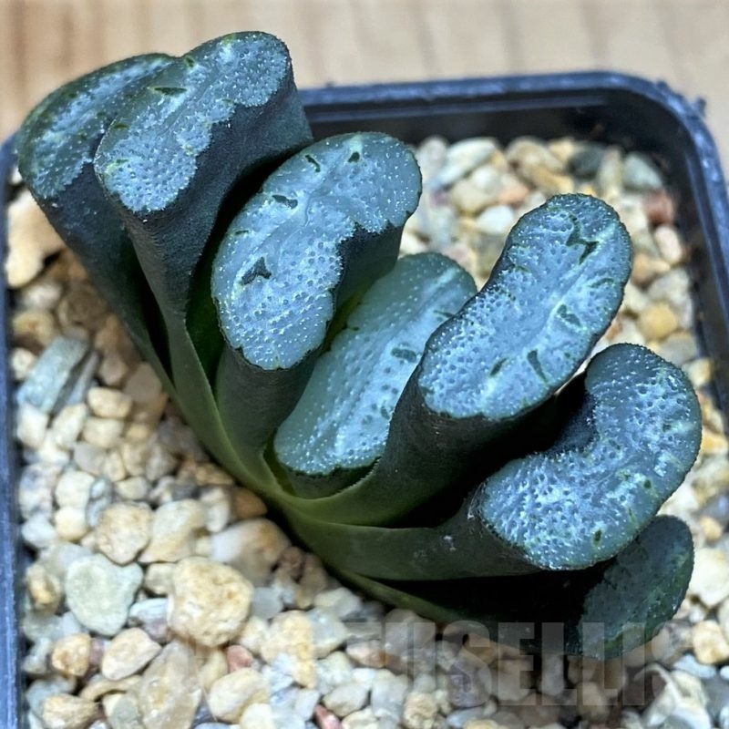 SH25626 Haworthia truncata -Japan-