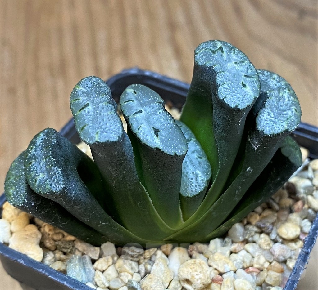 SH25626 Haworthia truncata -Japan- - Image 2