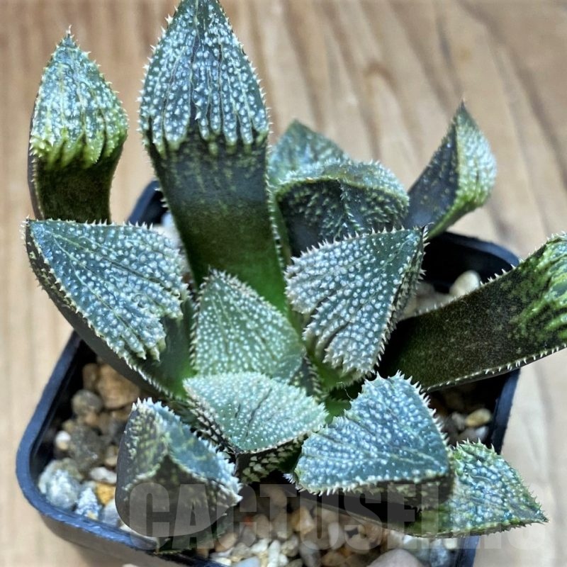 SH25627 Haworthia splendens hybrid
