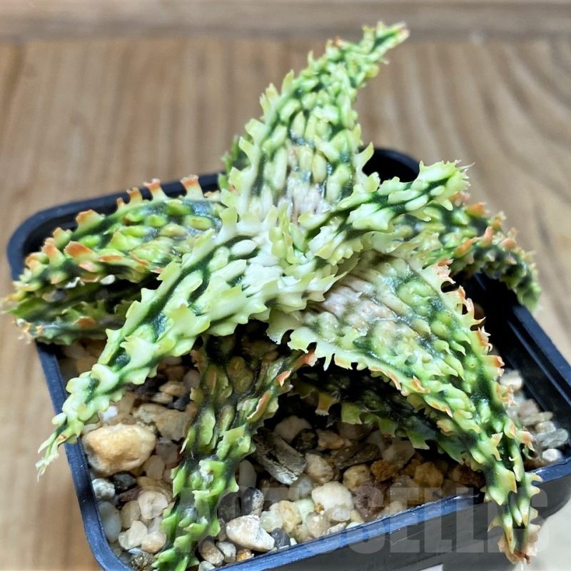 SH25604 Aloe TCT hybrid