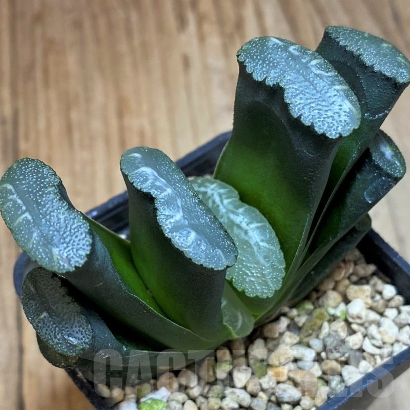 SH25629 Haworthia truncata -Japan-