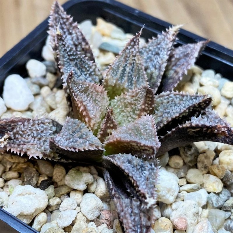 SH25631 Haworthia 'Hakuma'