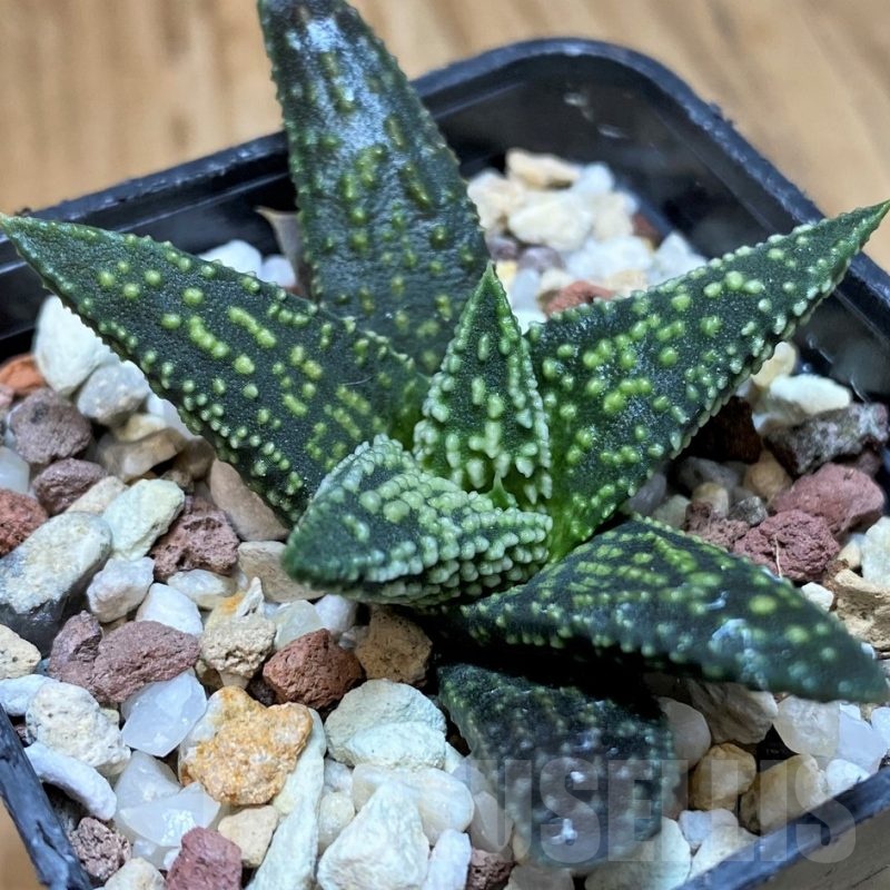 SH25632 Haworthia ‘Kintaikyo’ x pumila ‘Donut’