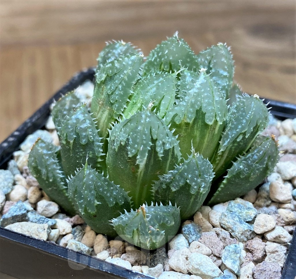 SH25633 Haworthia ‘Magic Thorn’ f. variegata - Image 2