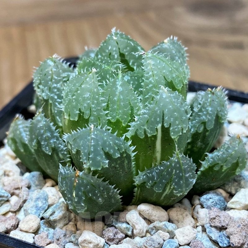 SH25633 Haworthia ‘Magic Thorn’ f. variegata