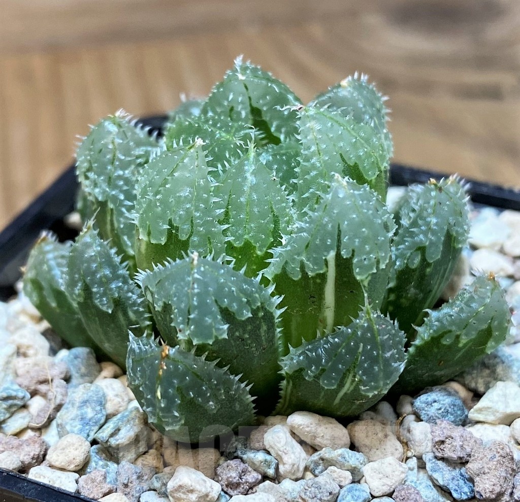 SH25633 Haworthia ‘Magic Thorn’ f. variegata