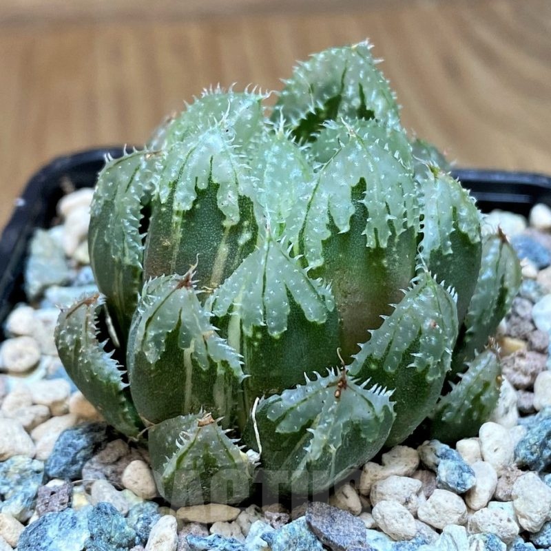 SH25634 Haworthia obtusa ‘Magic Thorn’