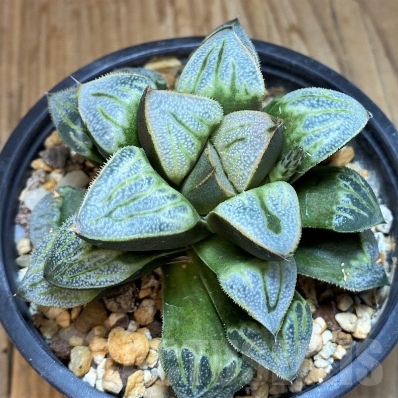 SH25635 Haworthia splendens ‘Aries’