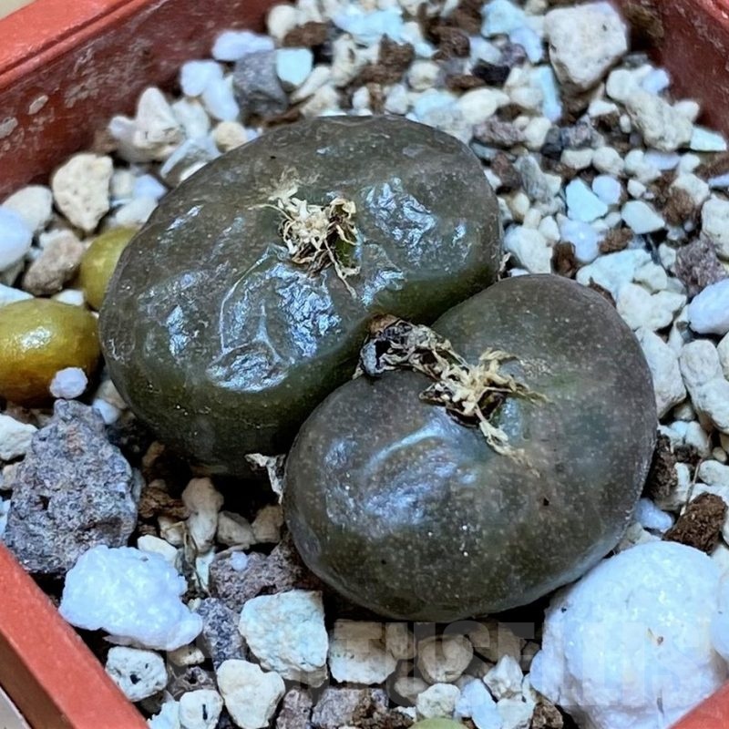 SH25739 Conophytum angelicae ssp. tetragonum, seedling
