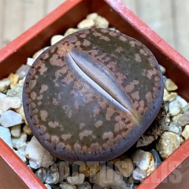 SH25784 Lithops aucampiae 'Fire Brandt'