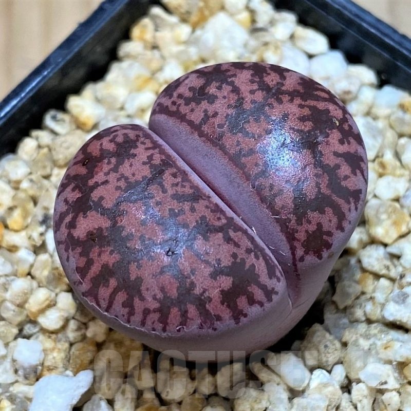 SH25787 Lithops lesliei ‘Fred’s Redhead’