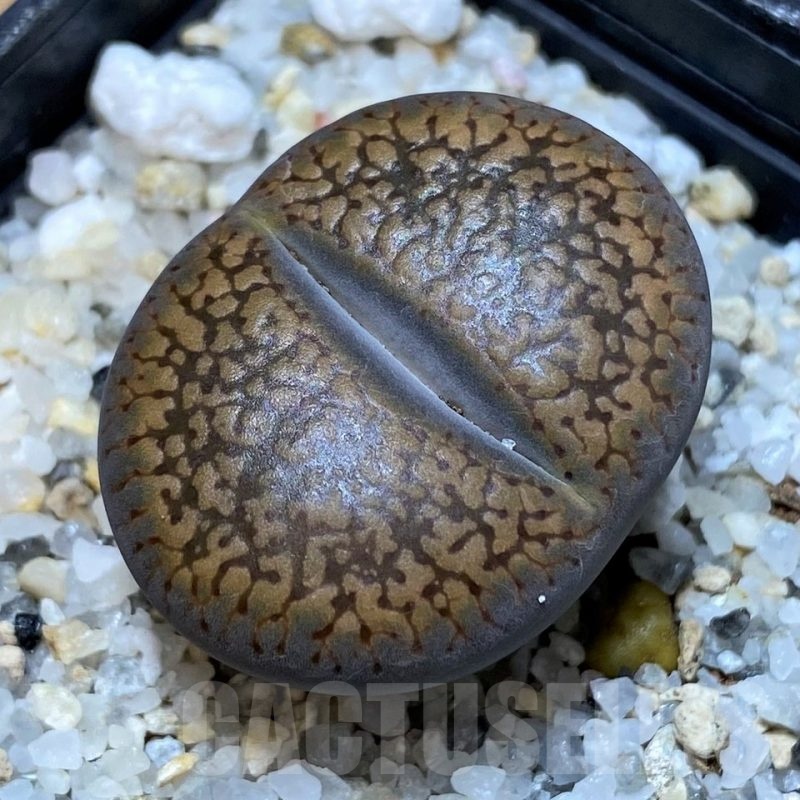 SH25788 Lithops aucampiae SH1665 -Mamaghadi-