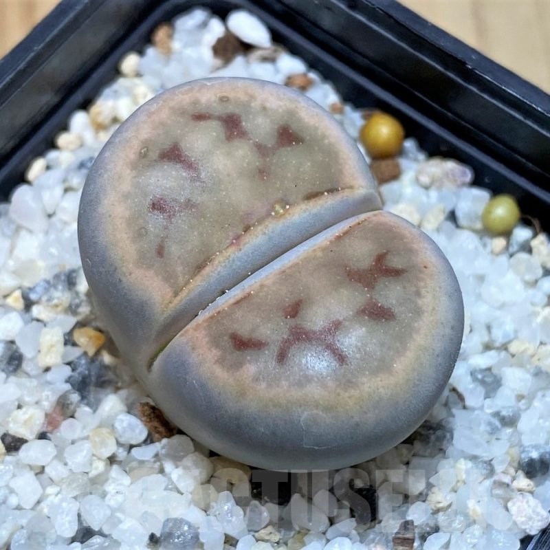 SH25789 Lithops schwantesii