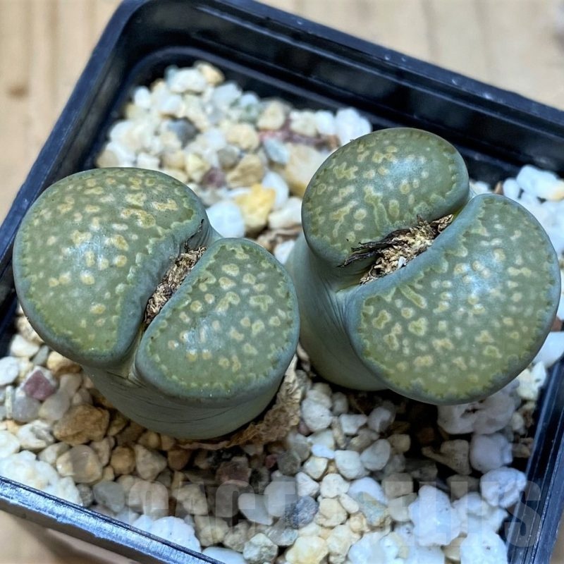 SH25790 Lithops salicola x hookeri 'Annarosa'
