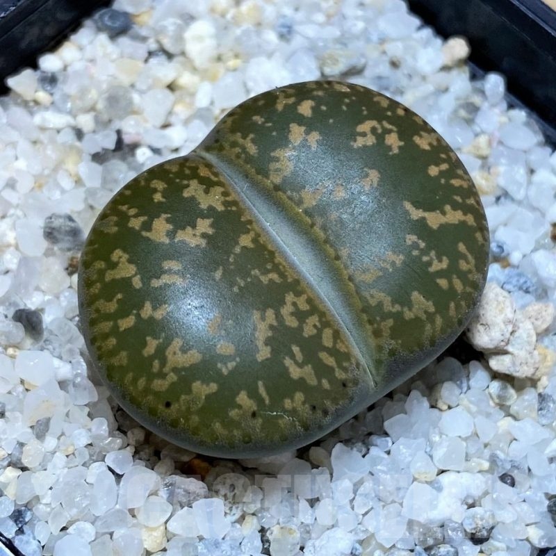 SH25792 Lithops lesliei