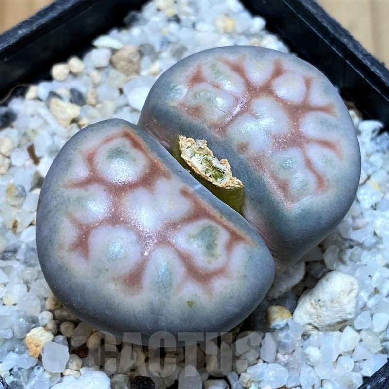 SH25793 Lithops karasmontana -select form-