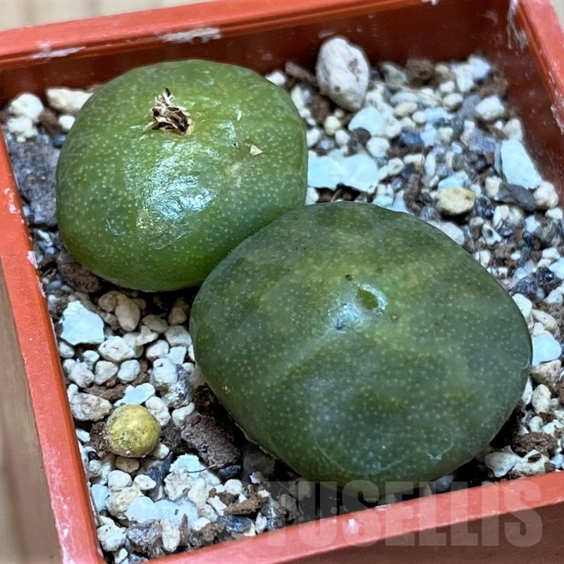 SH25740 Conophytum angelicae ssp. tetragonum, seedling