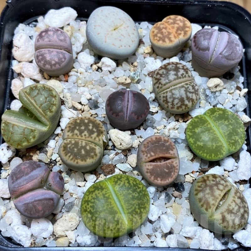 SH25795 Lithops mix