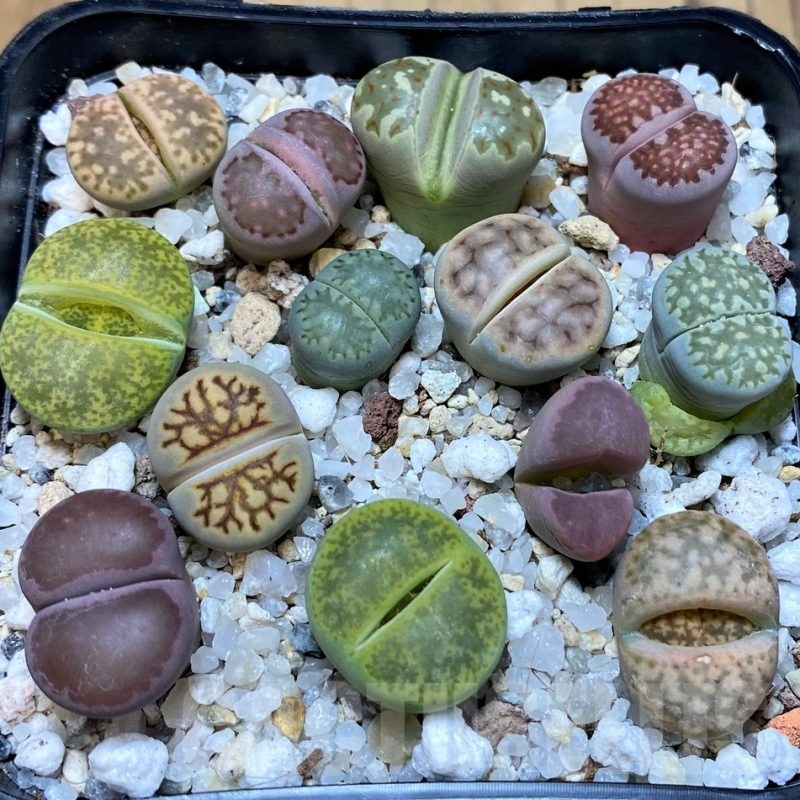 SH25796 Lithops mix