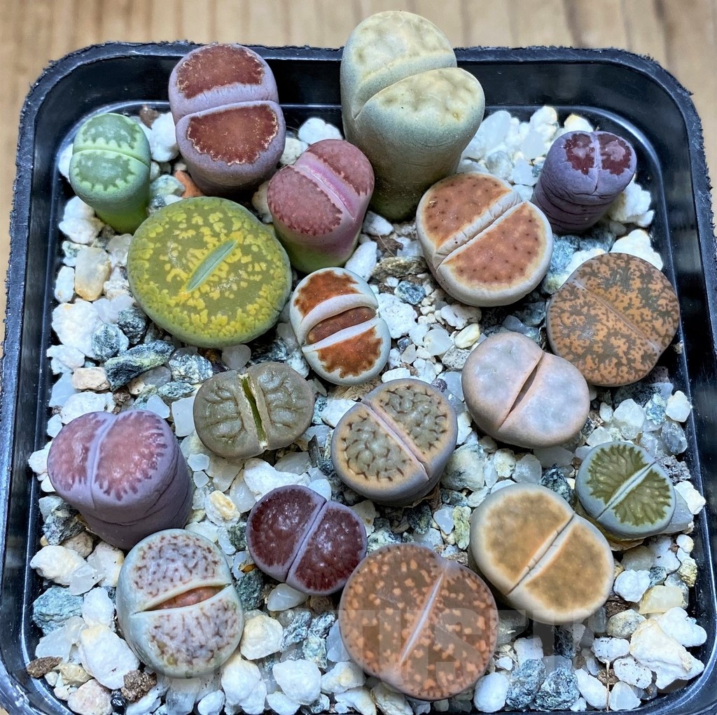 SH25797 Lithops mix
