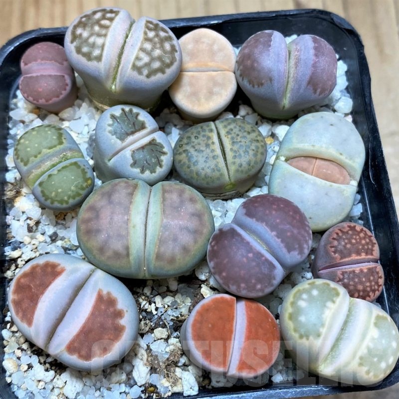 SH25799 Lithops mix