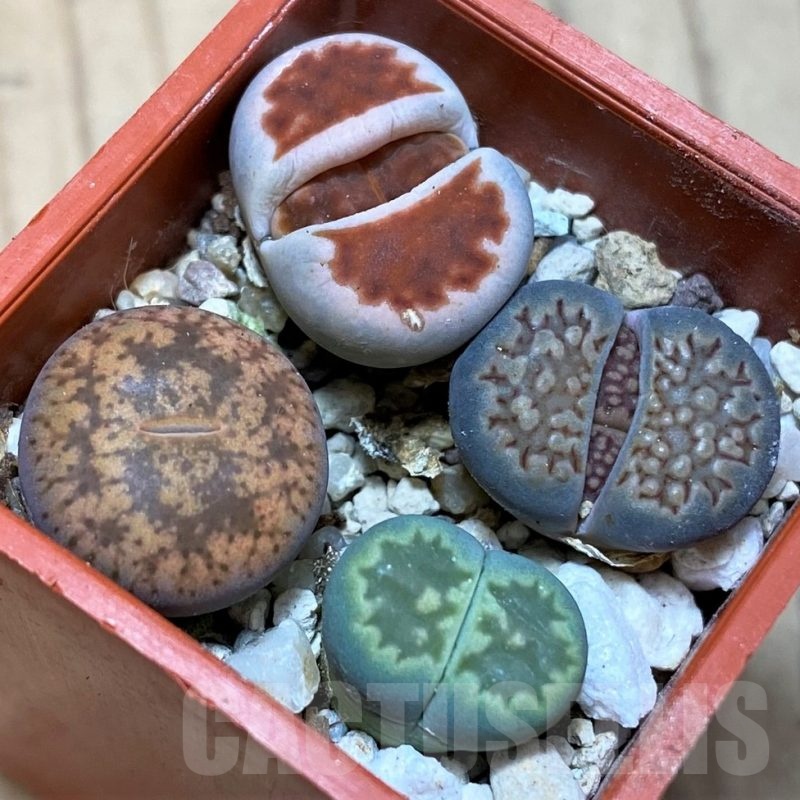 SH25741 Lithops mix
