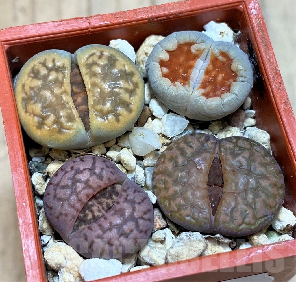SH25742 Lithops mix