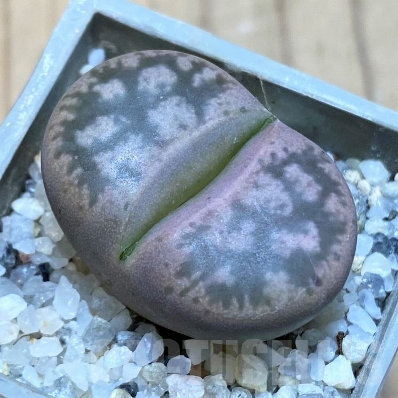 SH25743 Lithops gesinae