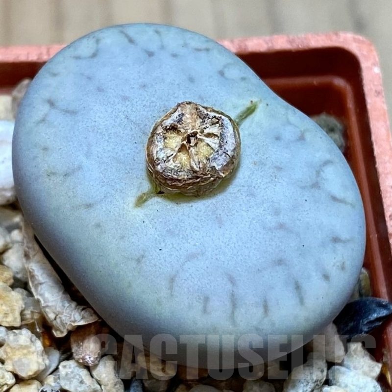 SH25744 Lithops pseudotruncatella ssp. volkii