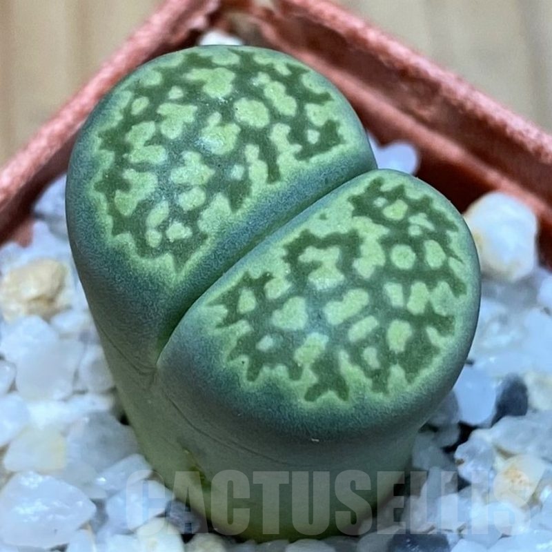 SH25745 Lithops salicola 'Super Mac' green form