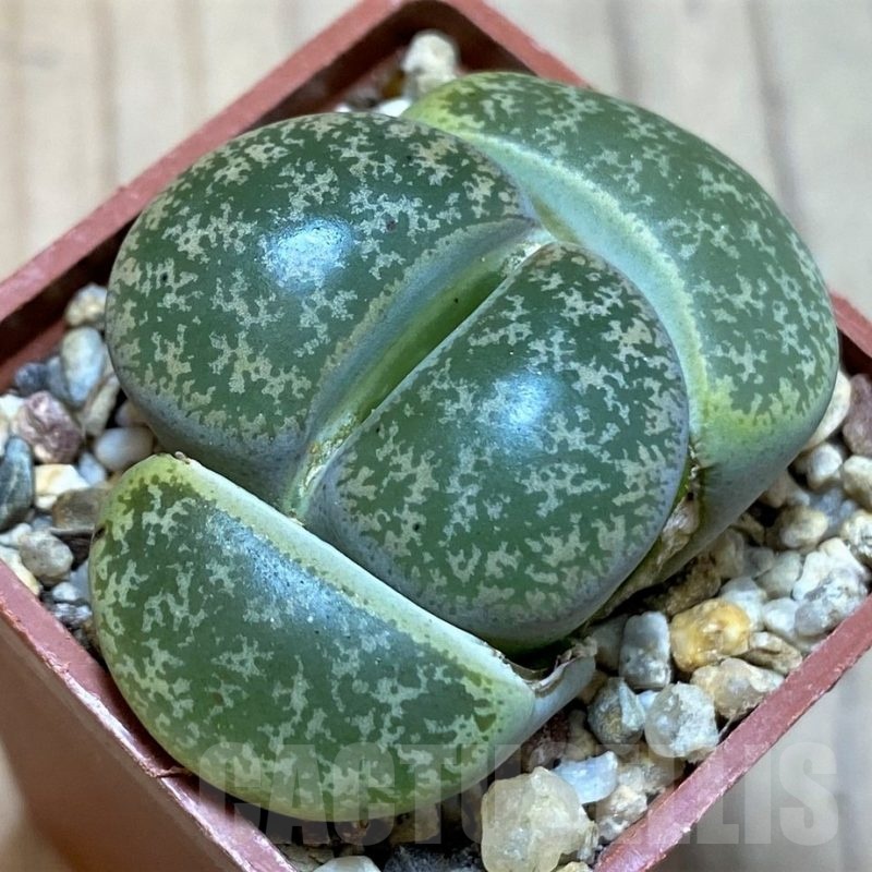 SH25747 Lithops lesliei C020