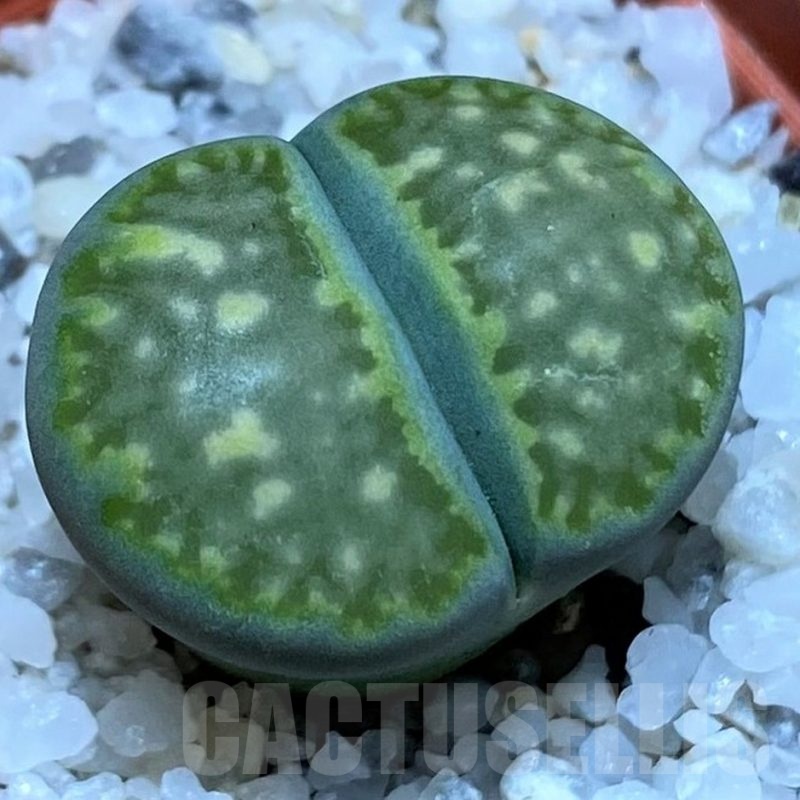 SH25748 Lithops salicola 'Super Mac' green form