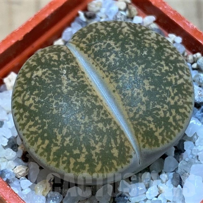 SH25749 Lithops lesliei 'Ventergreen' hybrid