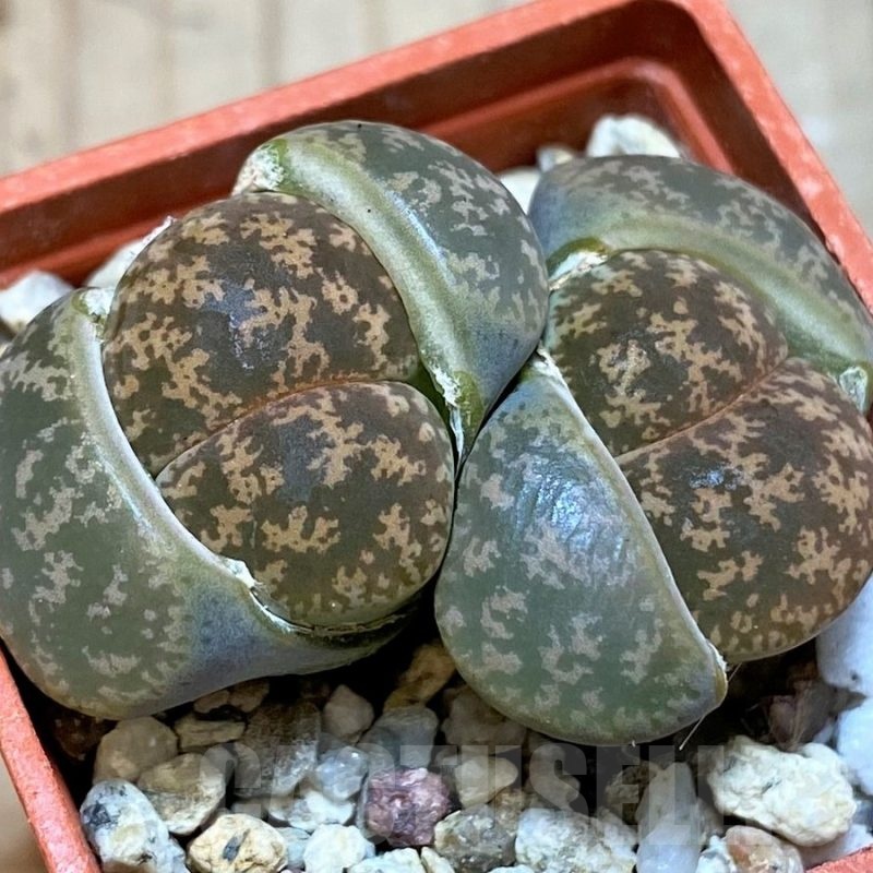 SH25750 Lithops lesliei v. hornii