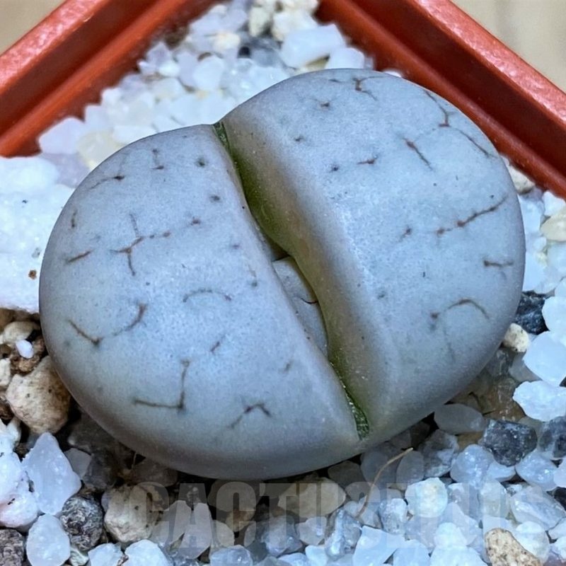 SH25751 Lithops gracilidelineata C367