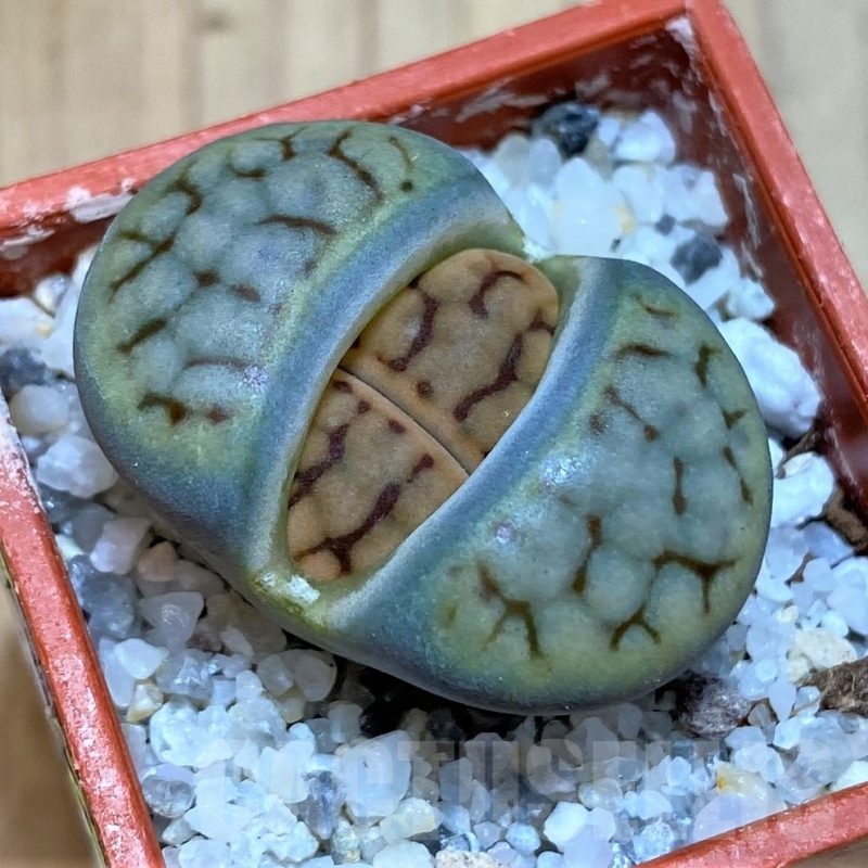 SH25752 Lithops schwantesii 'Shagreen'