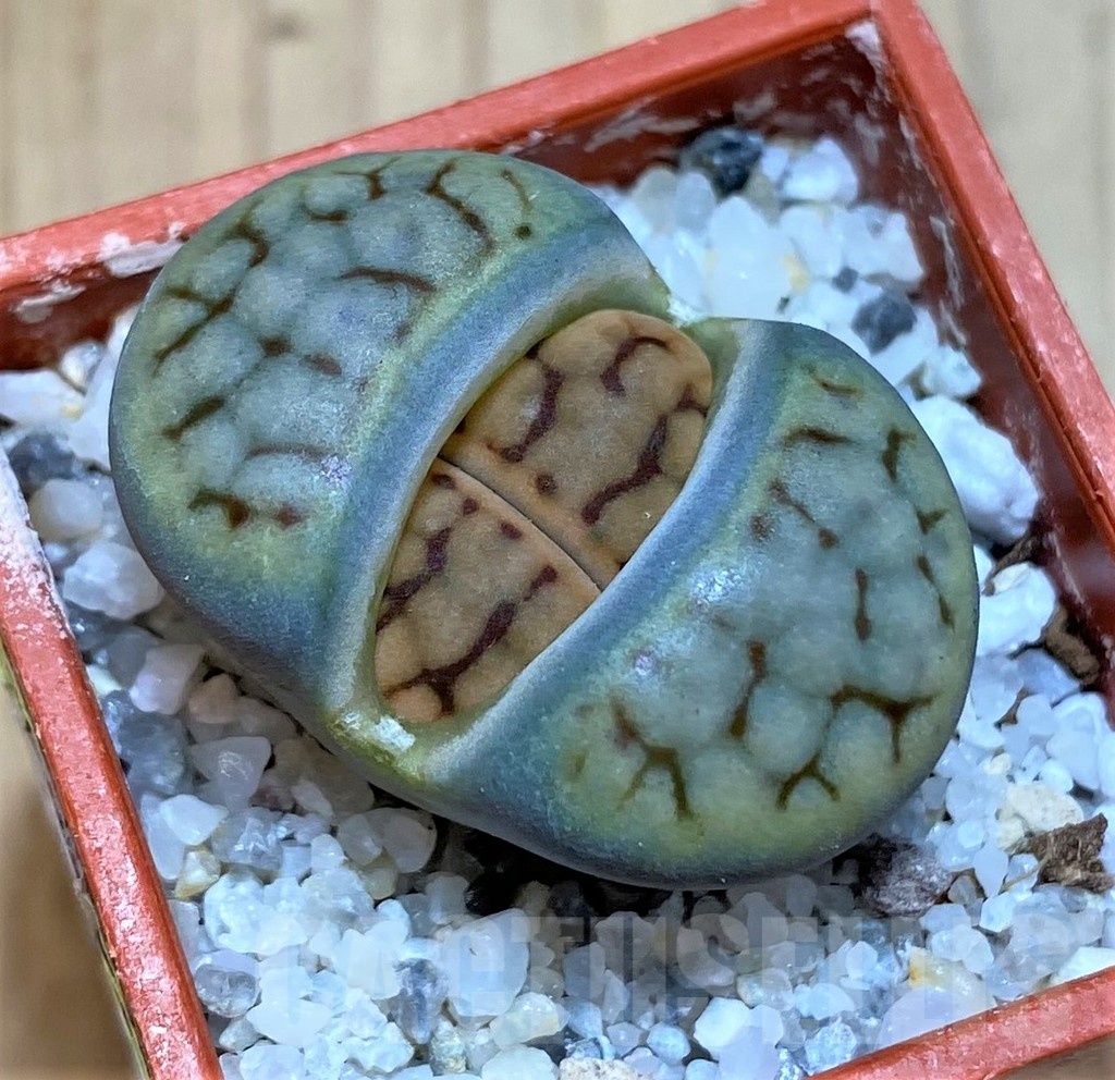 SH25752 Lithops schwantesii 'Shagreen'