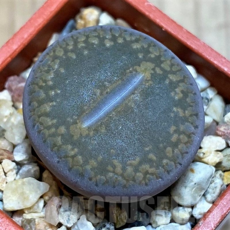 SH25753 Lithops aucampiae