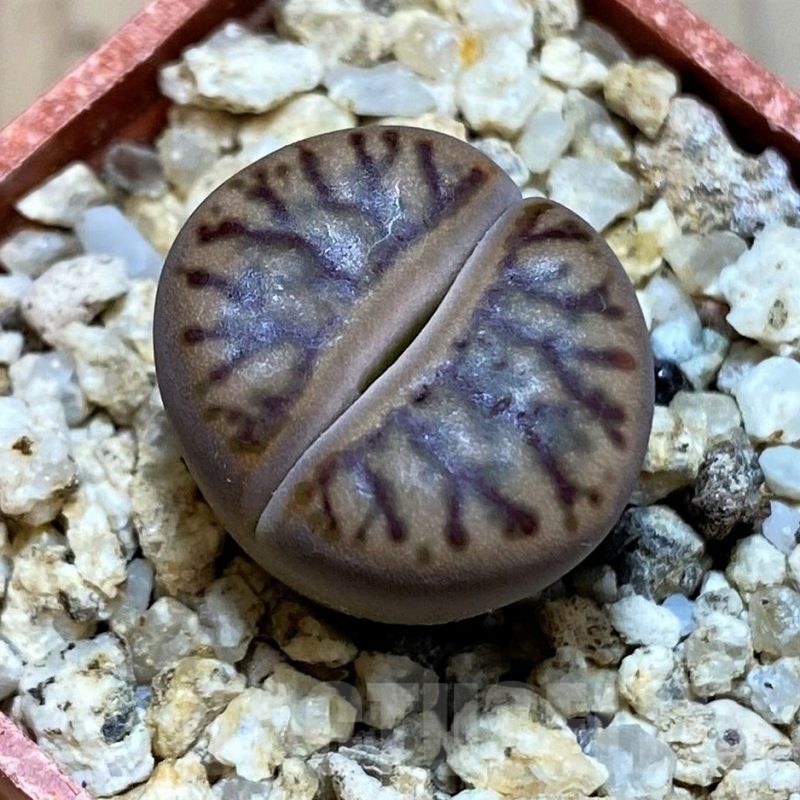 SH25754 Lithops bromfieldii ‘Red Coral’